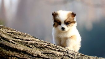 狗狗总是半夜叫唤哼唧哼唧怎么办,狗狗老是半夜叫怎么回事