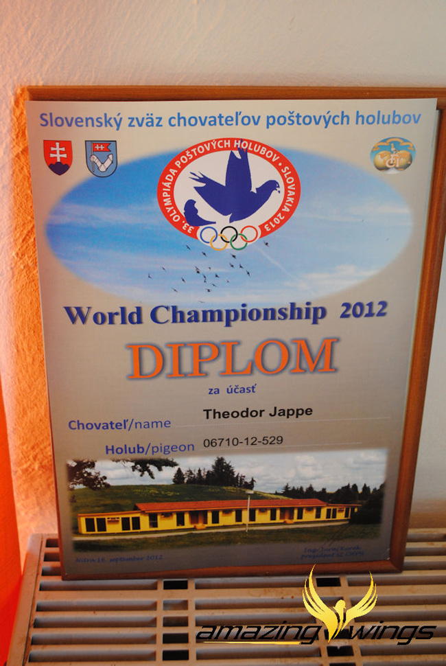 德国鸽界超级巨星迪欧亚普,图