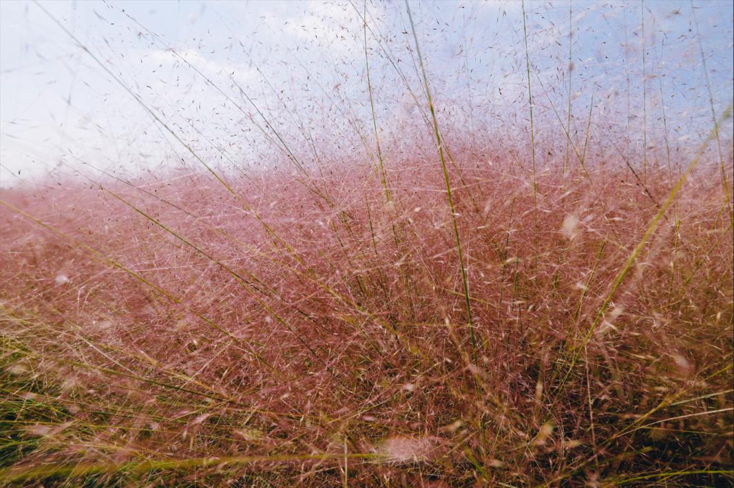 杭州临平粉黛乱子草花海地址,杭州临平30余亩粉黛花海梦幻上线