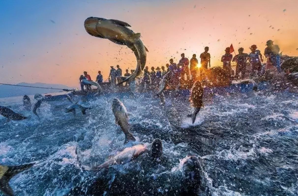 捕获野生大黄鱼2.8公斤,渔民无意捕获野生大黄鱼