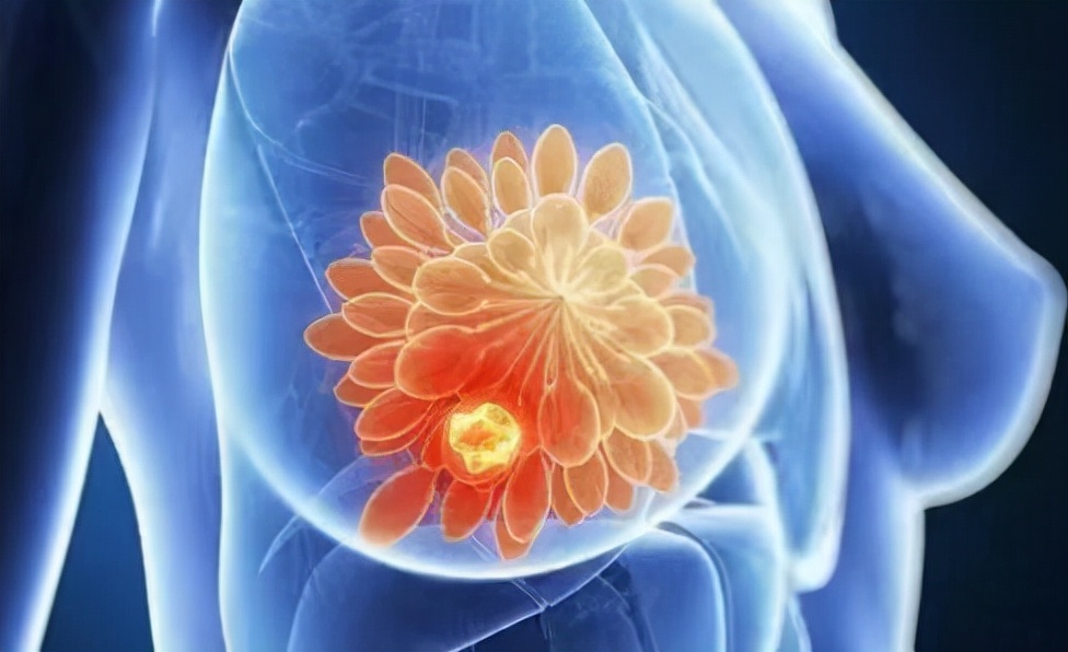 女性长期喝蒲公英茶的禁忌,疏通乳腺蒲公英散结茶