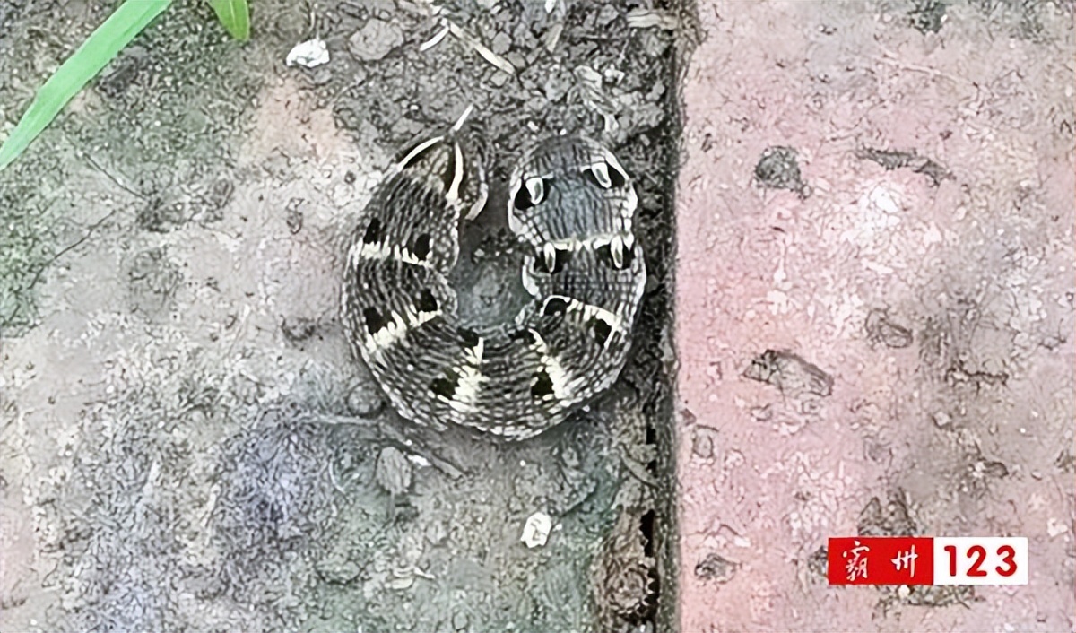 村民发现大怪鸟,永清发现的飞虫