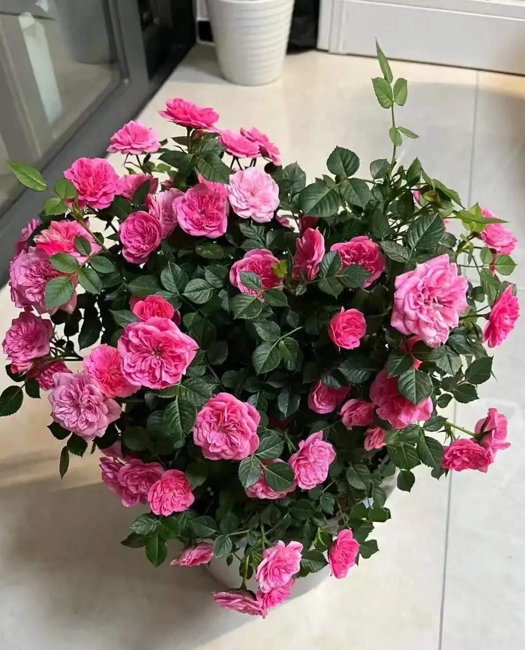 恋人印记,恋人烙印