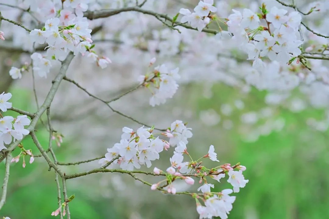 世界级的赏樱花的地方原来在这里,赏樱花的地方都在哪里