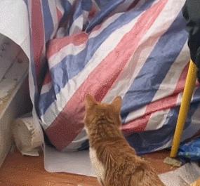 四川女子上门喂猫,女子兼职喂猫遇骚扰