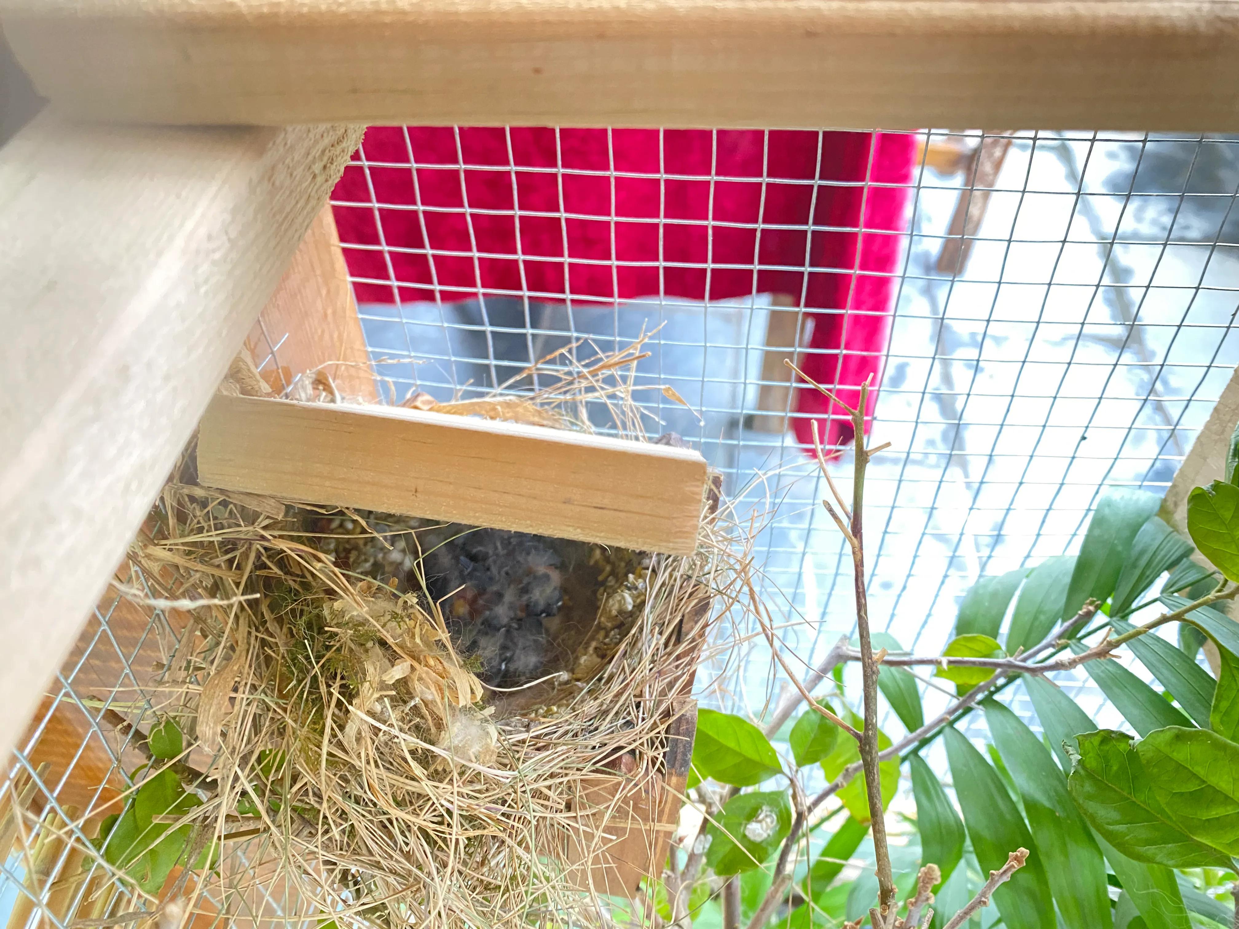 新手教程干货珍珠鸟自家养殖繁殖