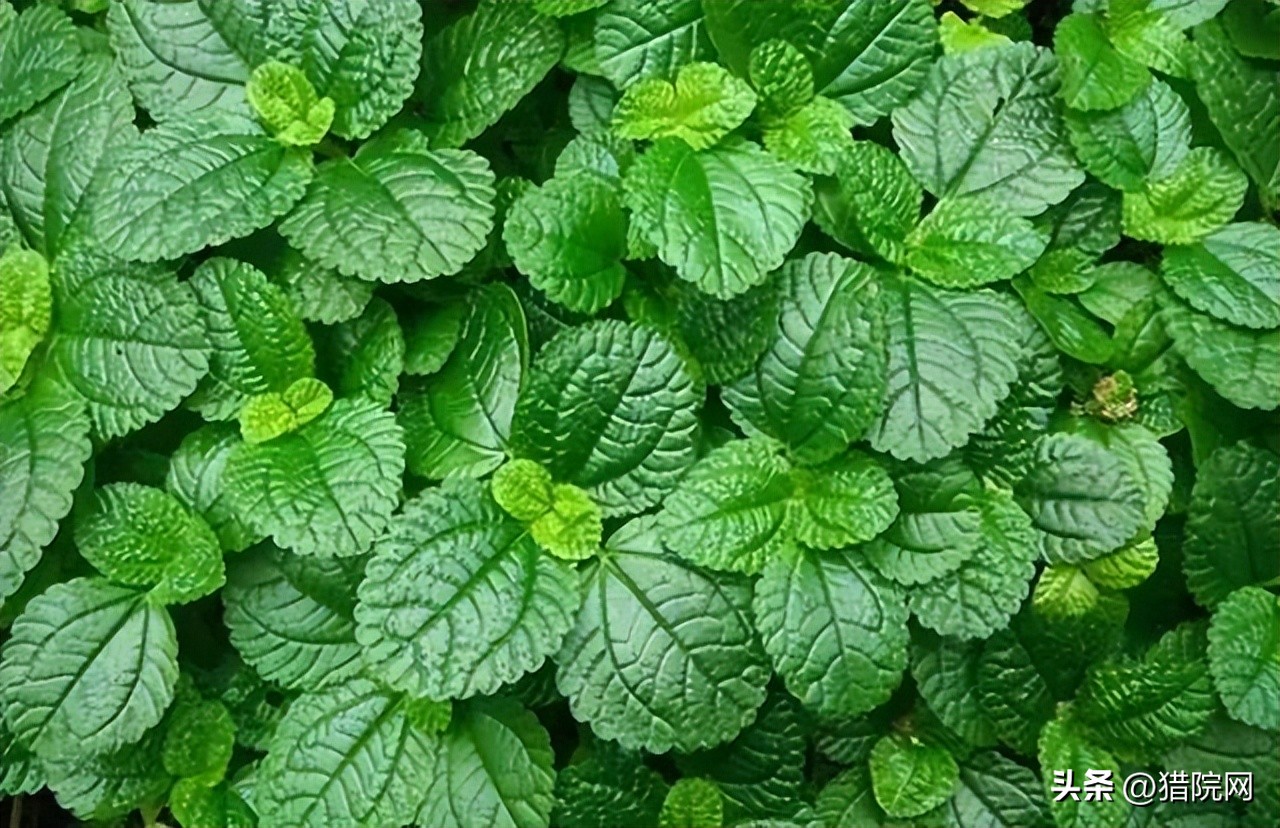 夏天院子蚊子多怎么办生活小妙招,夏天院子蚊虫多咋办