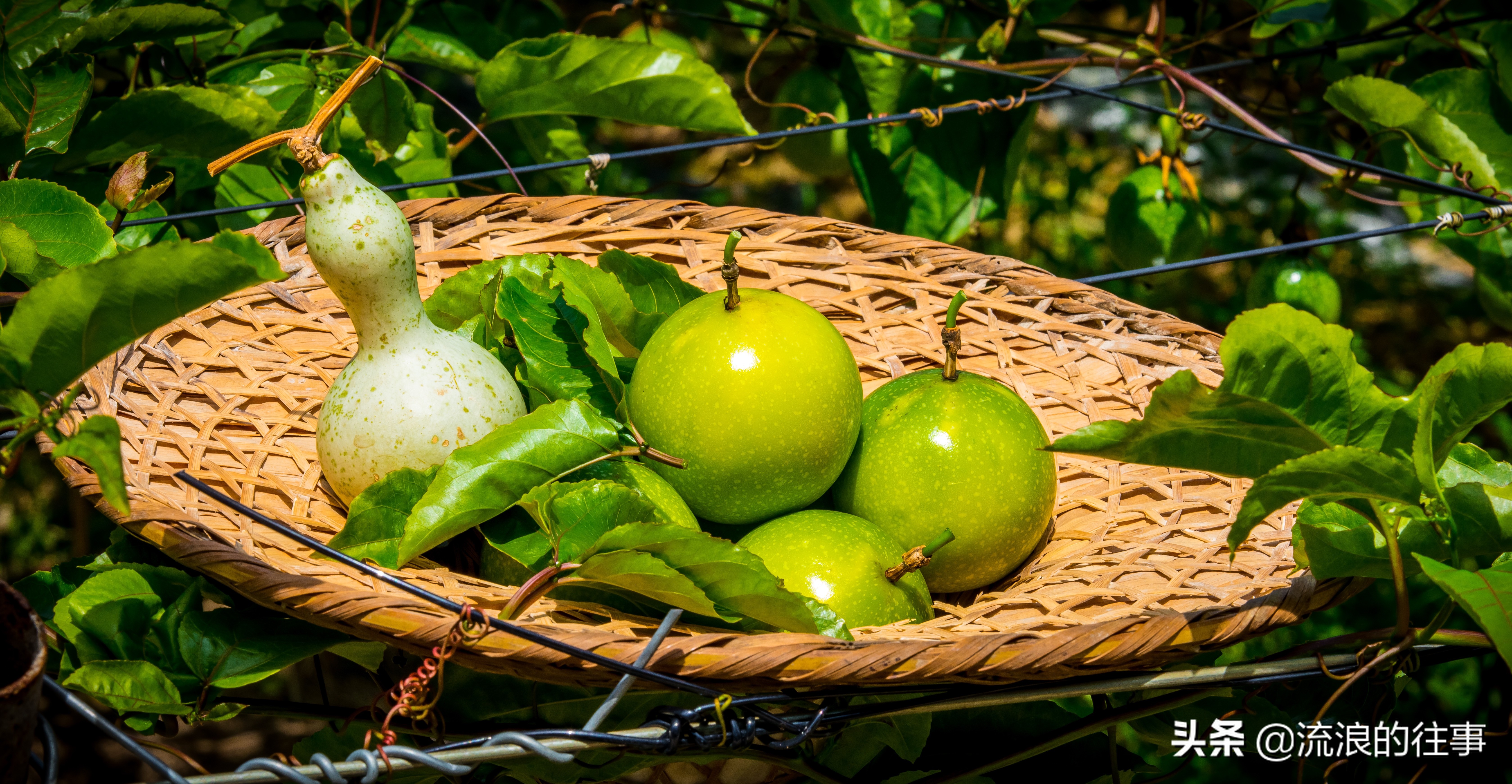 当下黄金百香果最好的品种是,日本黄金百香果什么品种好