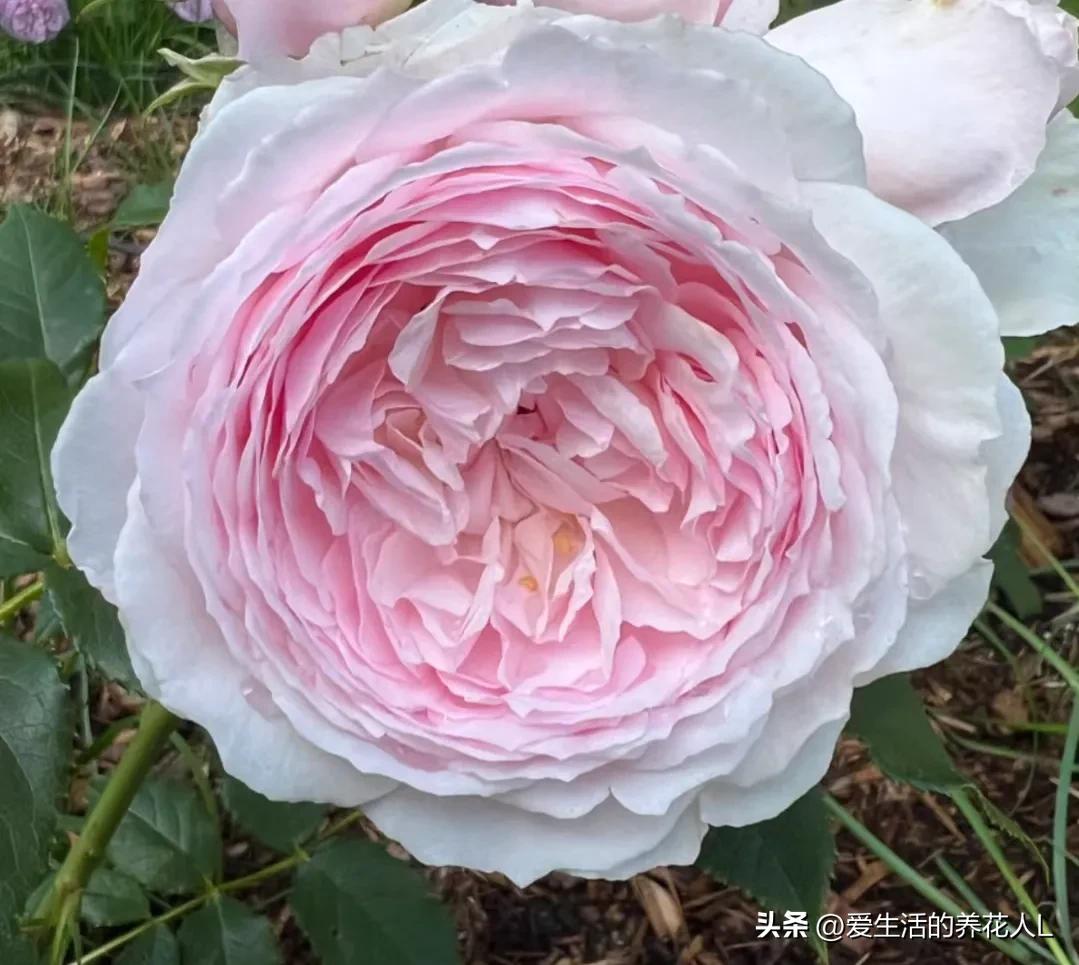 五彩斑斓颜色艳丽的月季花图片,各种色彩缤纷艳丽的月季花图片