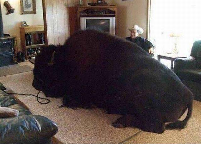 真实大象的照片,在野外拍到的真实大象