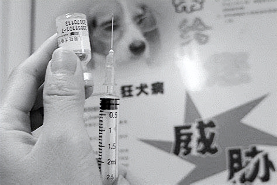 致死率近100%狂犬病为何如此恐怖,科普篇狂犬病到底有多可怕