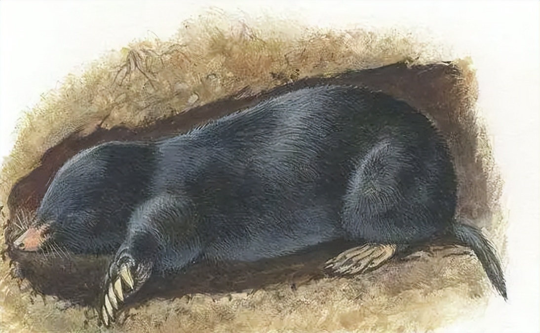 人工养殖老鼠能干嘛,养殖老鼠能致富吗