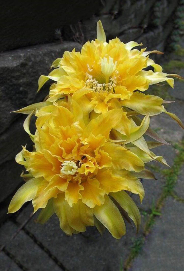 毛花柱仙人球品种大全,顶级精品仙人球花