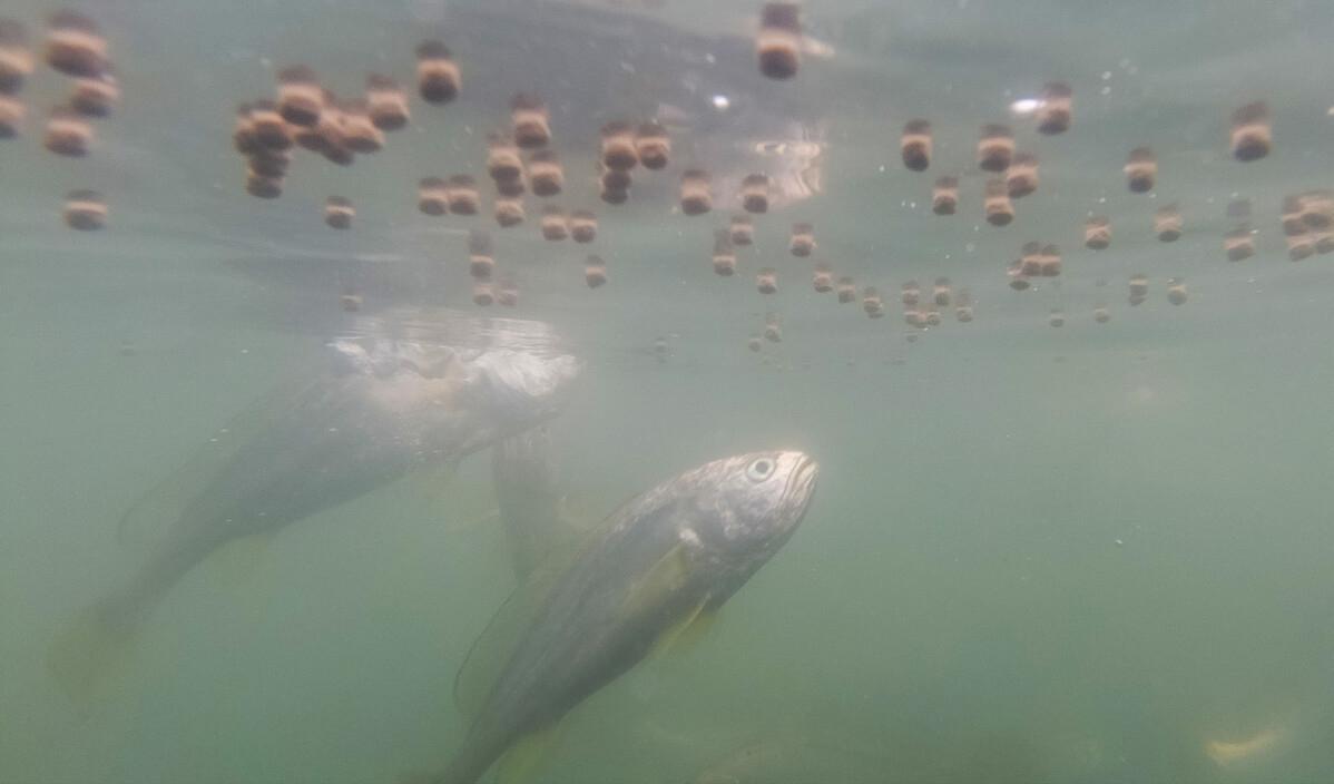 每年放流大黄鱼,现在野生的大黄鱼是以前放流的吗