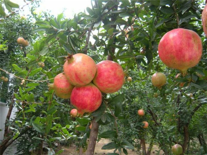 软籽石榴钾高吗,无籽石榴含钾高吗