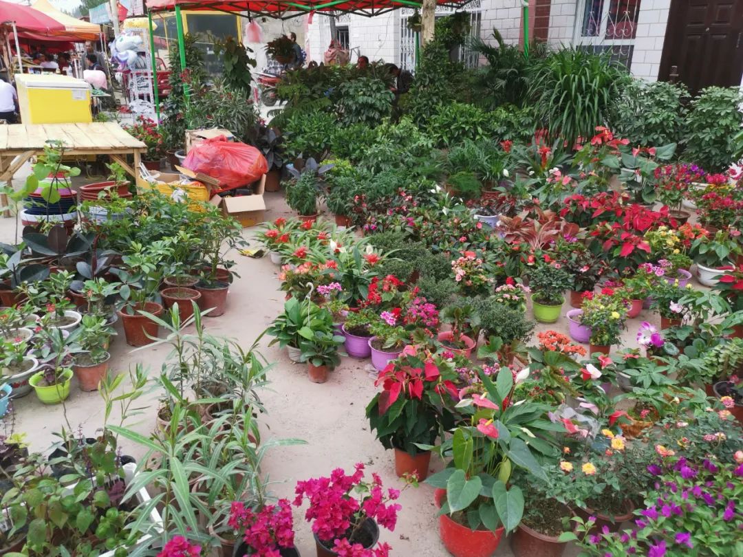 网上买花和实体店哪个好,网上买花和去花店买哪个便宜