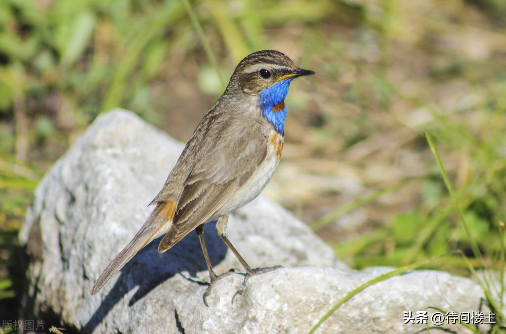 中国当代著名诗人作品欣赏,中国当代十大杰出诗人