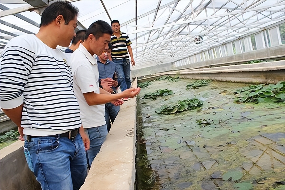 泥鳅水花常见病害及解决方法,泥鳅黄鳝的养殖技术和病害