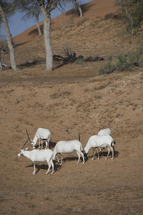 哈伊马角利兹卡尔顿,哈伊马角沙漠丽思卡尔顿酒店