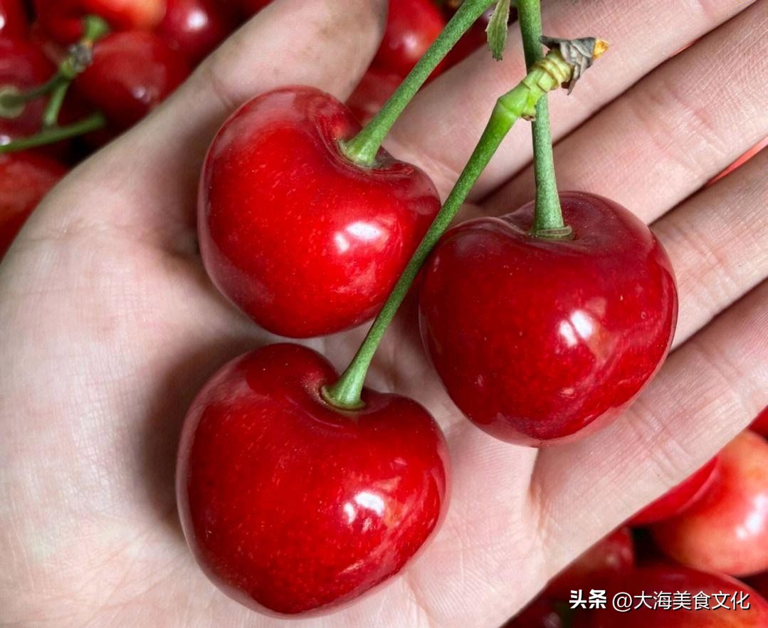 大连樱桃吃多了会有什么坏处吗,大连樱桃到底多好吃