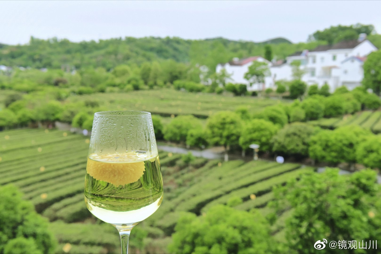 西乡县著名的茶园有哪些,西乡是中国最美茶园吗