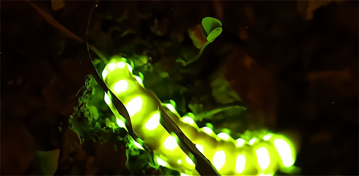 黄色荧光虫,发现好多萤火虫图片