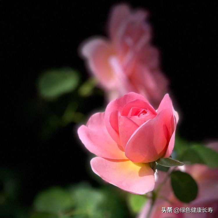 世界花园风景,世界花园