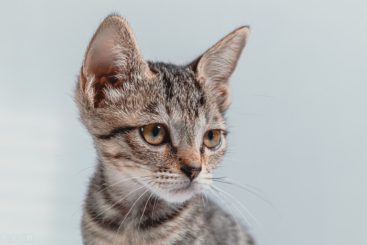 小母猫发情了,作为主人该怎么做呢?