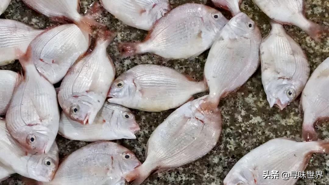 常见家常海鱼品种大全及图片,最好吃的海鱼品种大全及图片