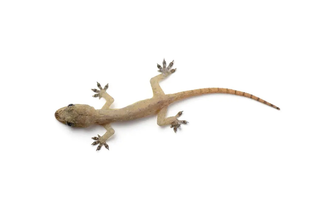 壁虎是益虫吗对人有伤害吗,壁虎毒性不大为什么列为五毒