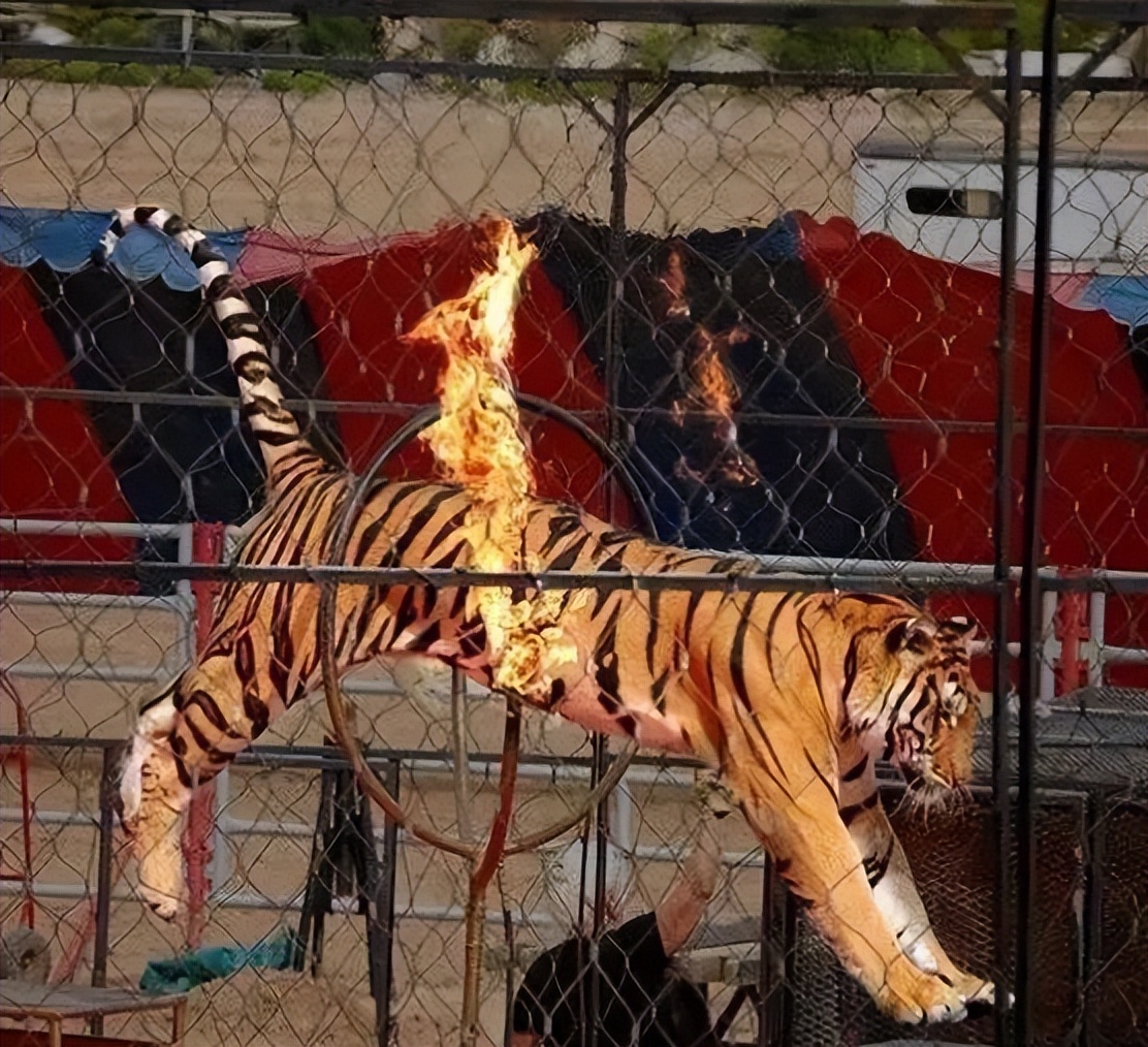 6岁公主活成“脚链囚徒”,背后的动物表演让人心疼