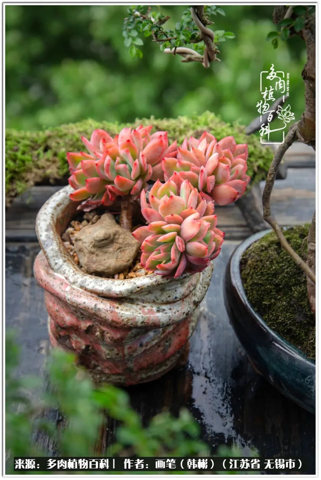 月满西楼别有一番滋味在心头,绿肥红瘦