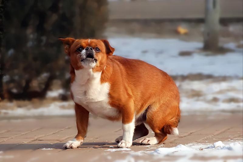 小女孩被恶犬咬原视频,被恶犬咬伤7岁女童状态平稳