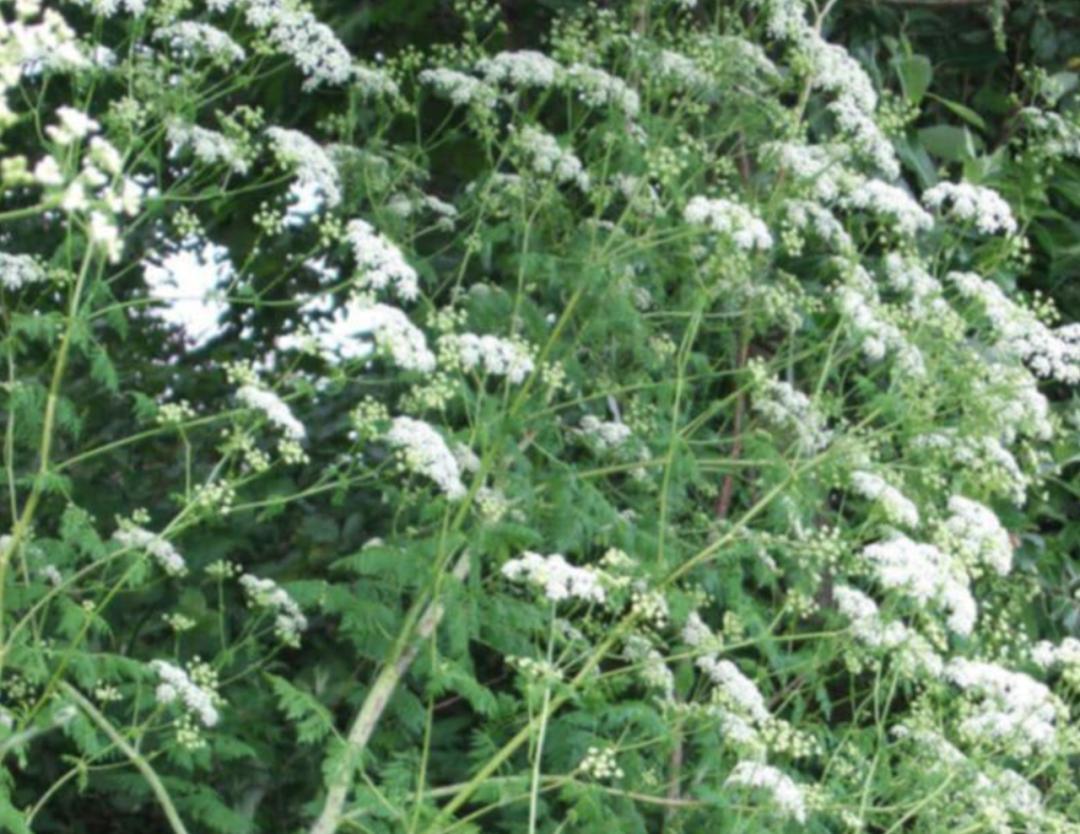 一岁女童误食百草枯抢救,女孩误食农药生命垂危