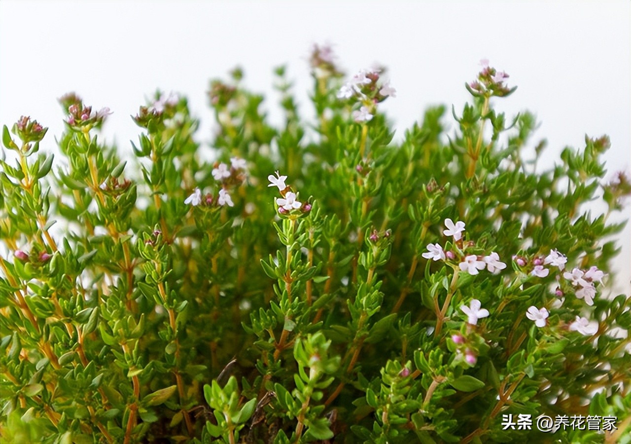 哪些容易种植的美味香草植物,适合盆栽的香草植物