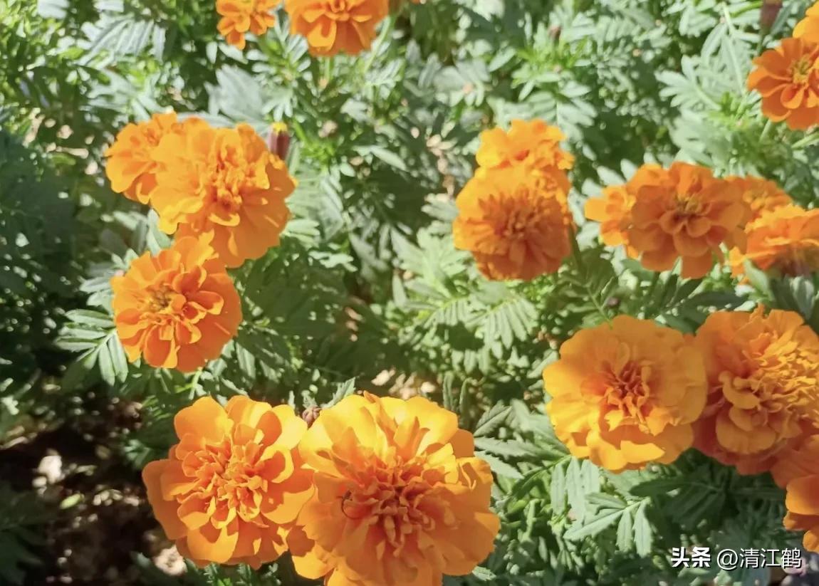 菊花盆栽枯萎后第二年能长新芽吗,刚买回来的菊花花朵枯萎了怎么救