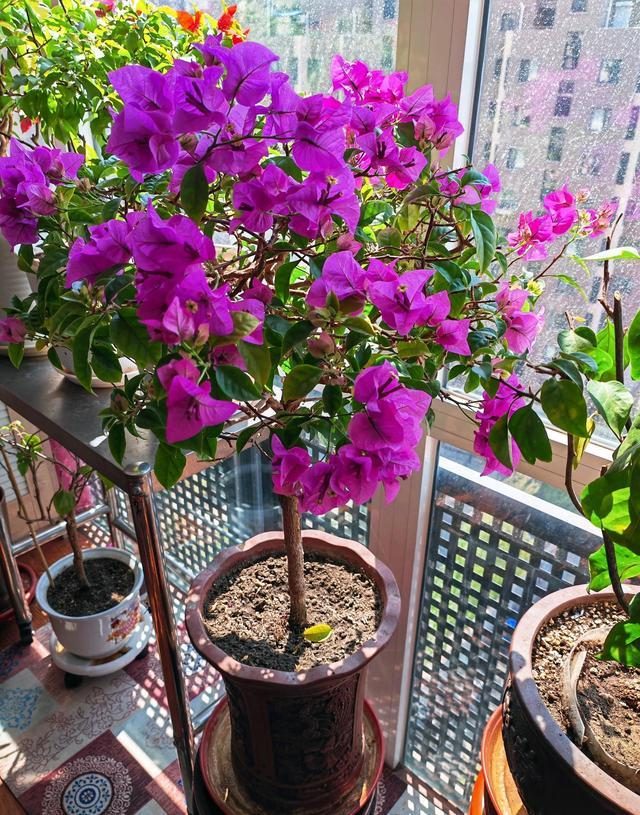 10种公认最好养的花三角梅,十种勤花三角梅