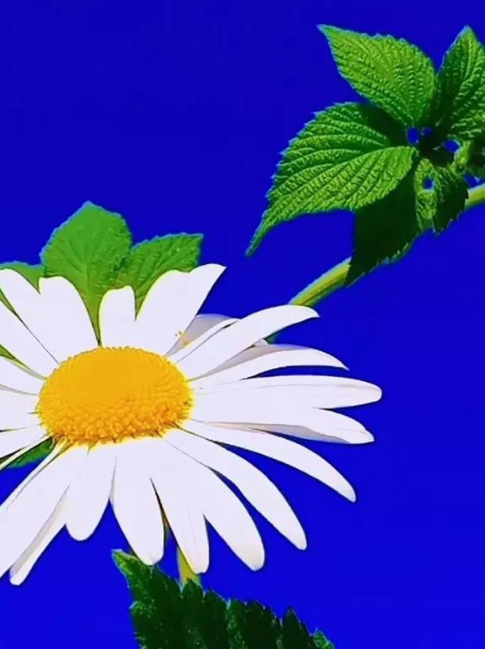 希望大家都能遇到送你一束花的人,如果我送一束花给你你会惊讶吗