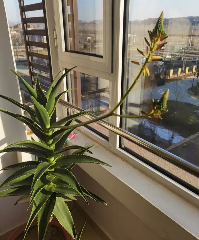 治愈系盆栽绿植推荐,室内小型绿植花卉推荐品种