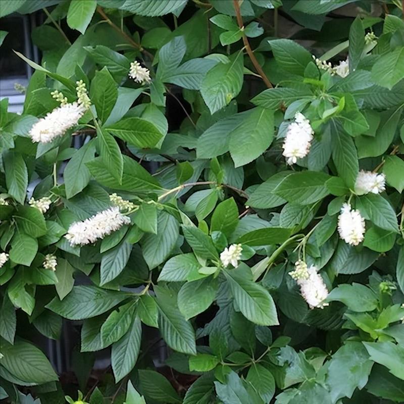 小庭院种植什么灌木好,适合阳台庭院灌木