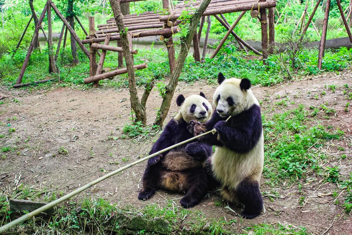 成都天府之国必去景点,盘点成都最值得去的十大打卡景点