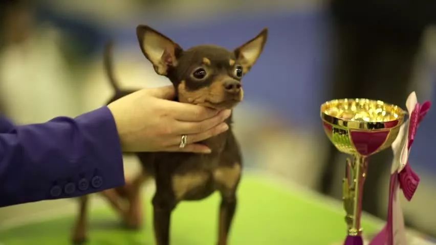 拉布拉多赛级犬怎么训练,天选之狗匹配度