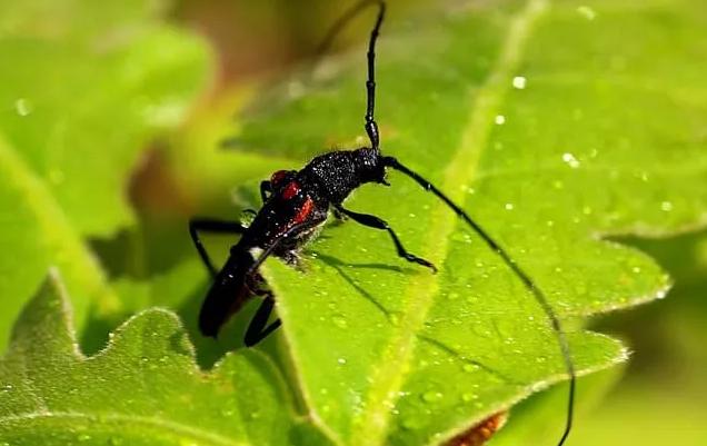 带“牛”却不是牛，似牛非牛，刷新你的认知
