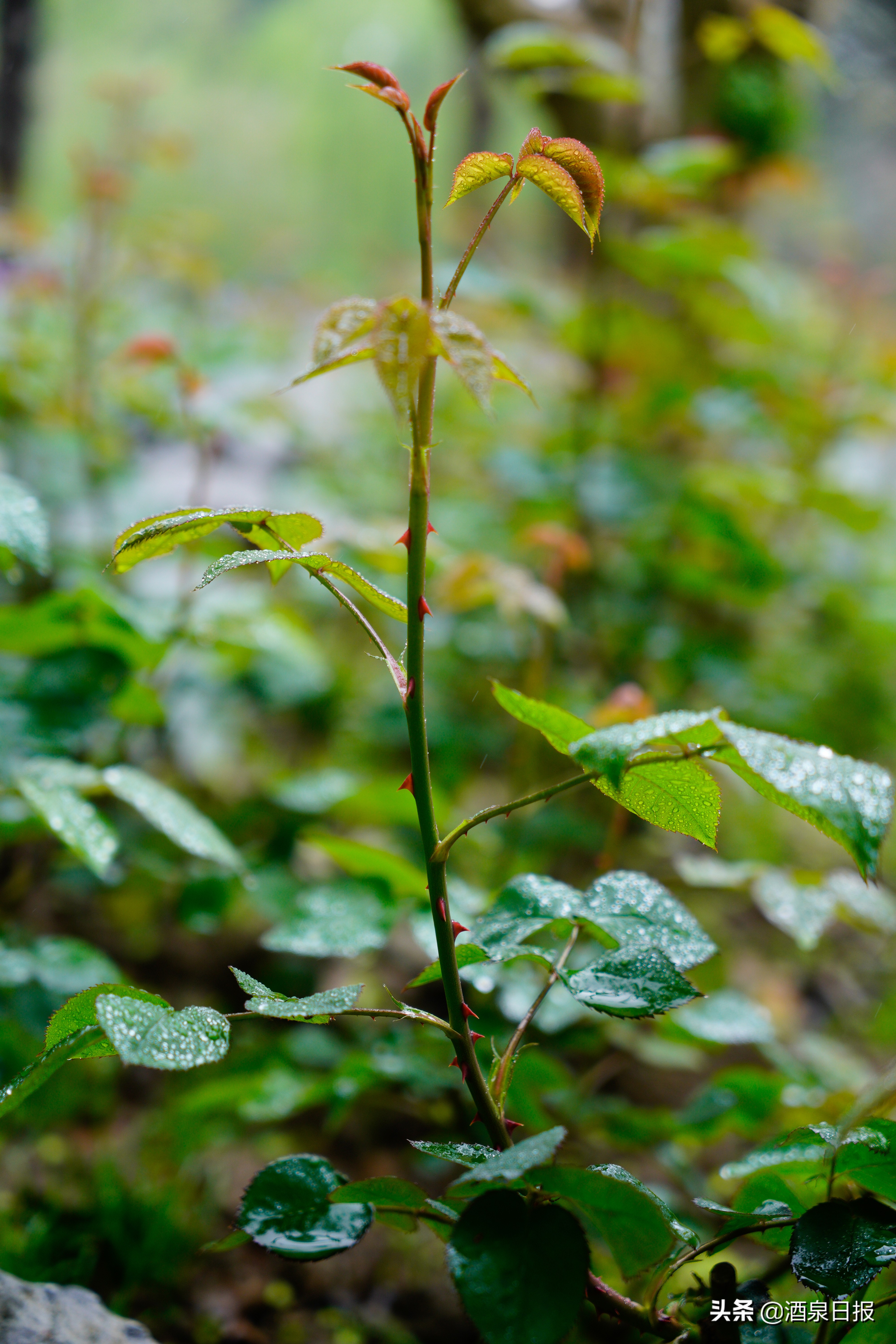 若有所思丨让每一滴光阴都掷地有声