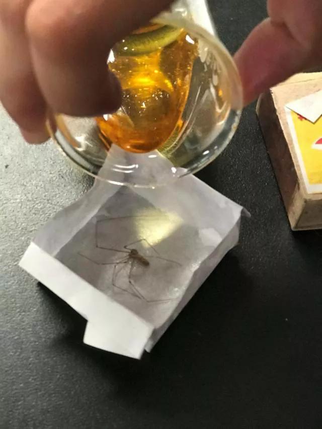 琥珀昆虫标本制作过程,琥珀标本的制作方法去气泡