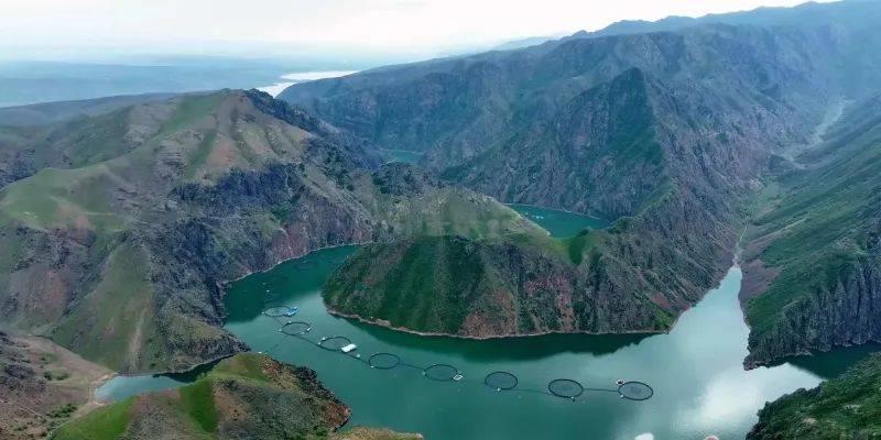 新疆天蕴三文鱼生吃,新疆天蕴的三文鱼是什么鱼