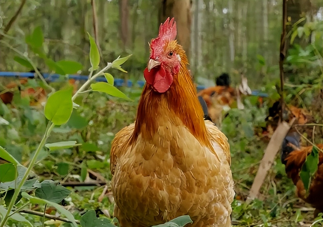 农村姑娘隐居深山创业养鸡,打工妹林下养鸡年入20万