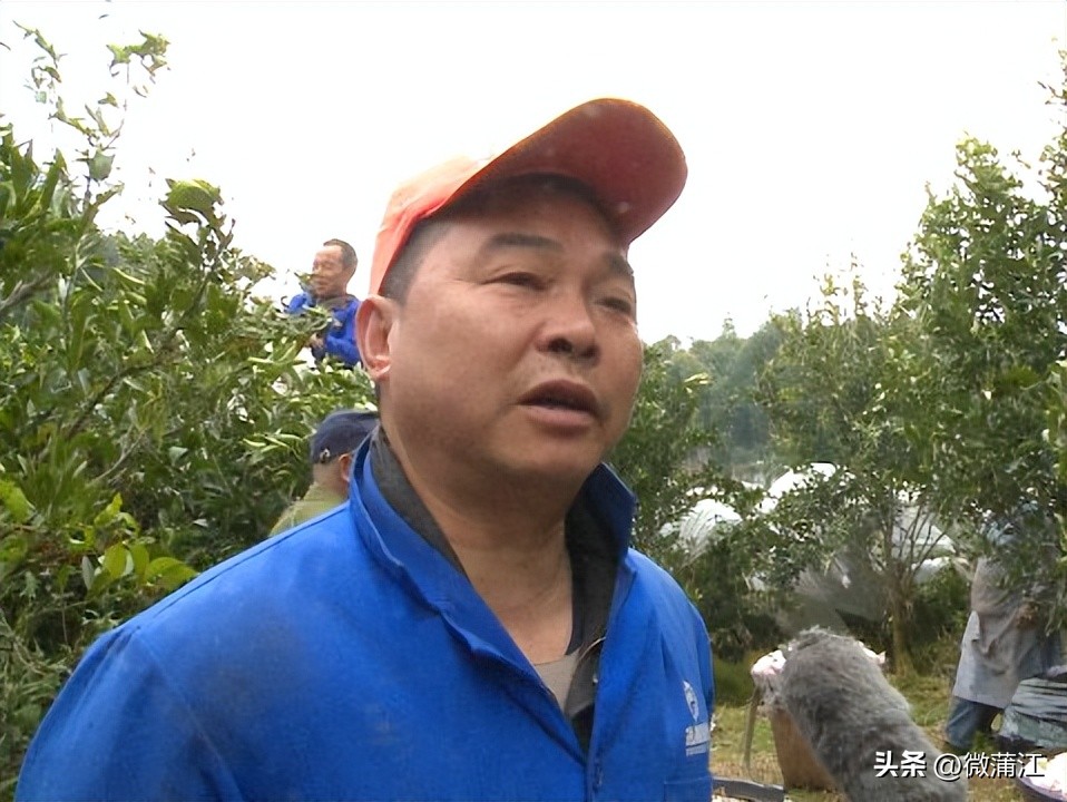 成都市蒲江县耙耙柑果园出售,四川成都蒲江耙耙柑最新行情