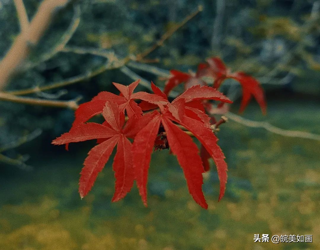 安徽大学好看的风景,高校最美秋景