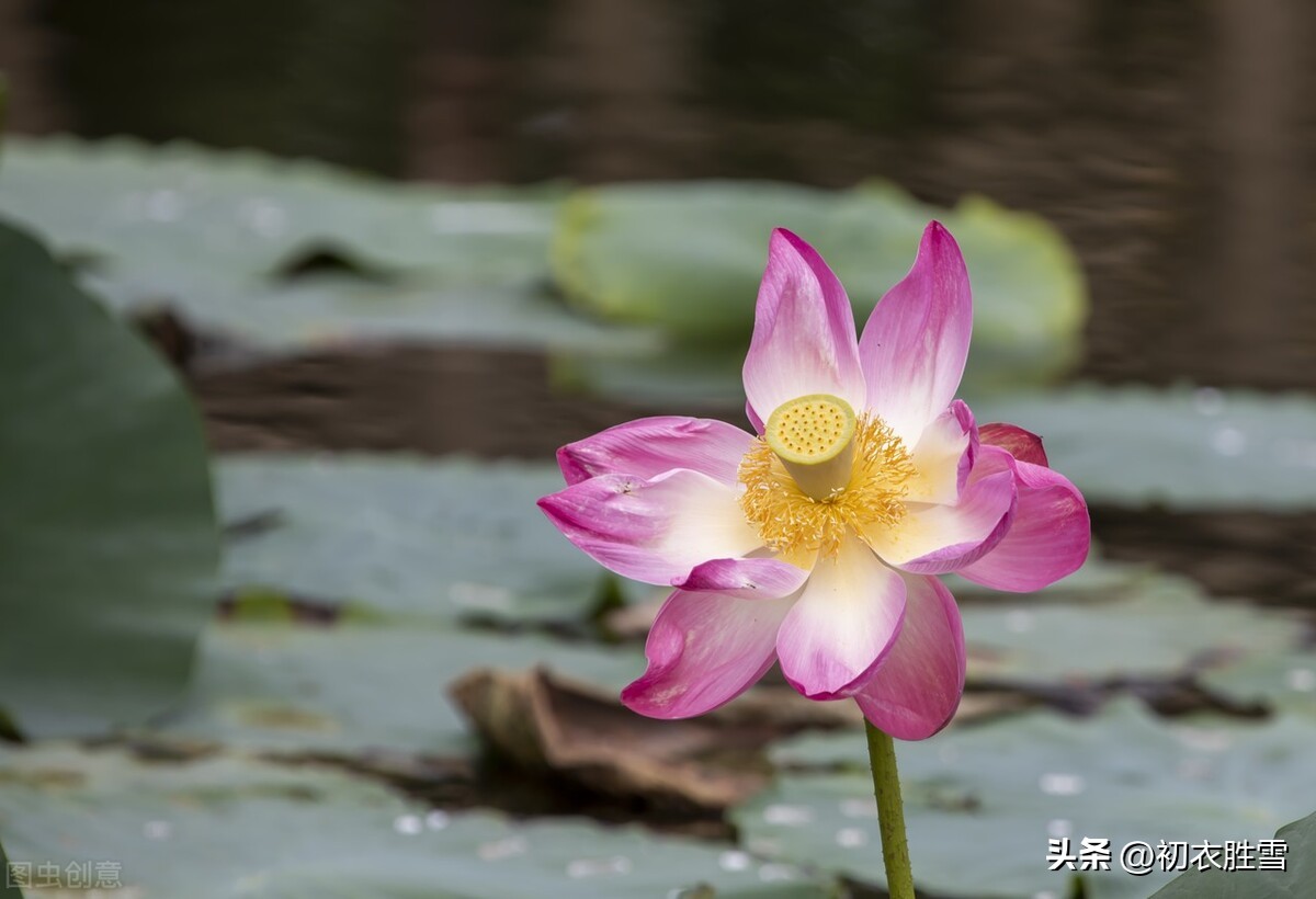 秋荷诗词10首,夏日赏荷简短唯美诗词